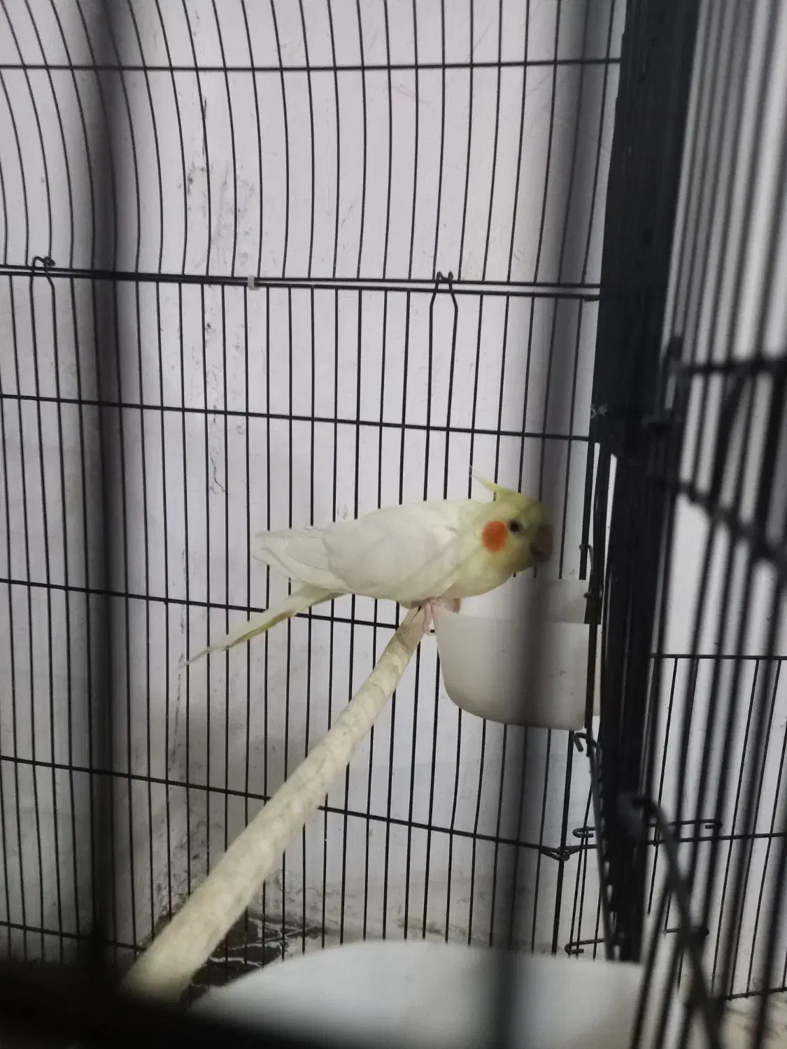 عروس هلندی سخنگو|پرنده|اطاقور, |دیوار