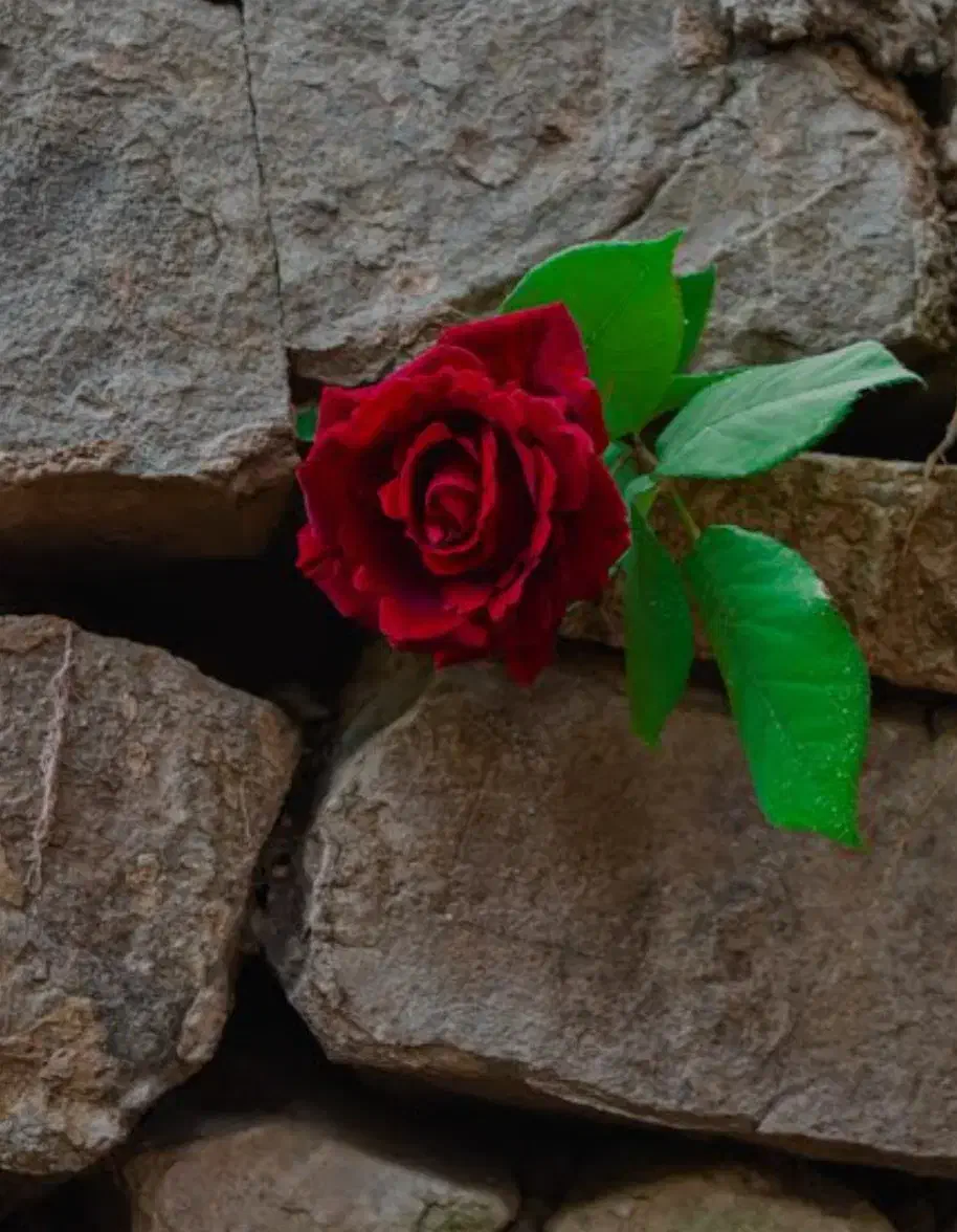 انواع گل|گل و گیاه طبیعی|یاسوج, |دیوار