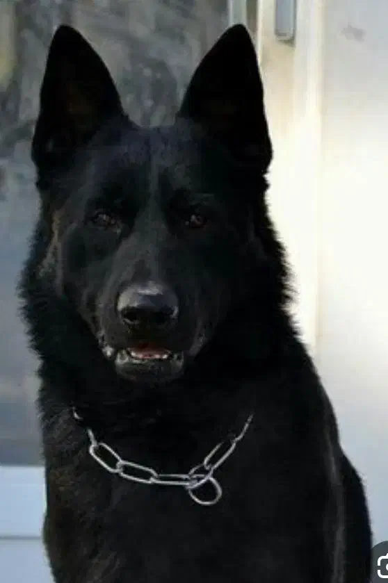 واگزاری توله ژرمن|سگ|دماوند, دماوند|دیوار