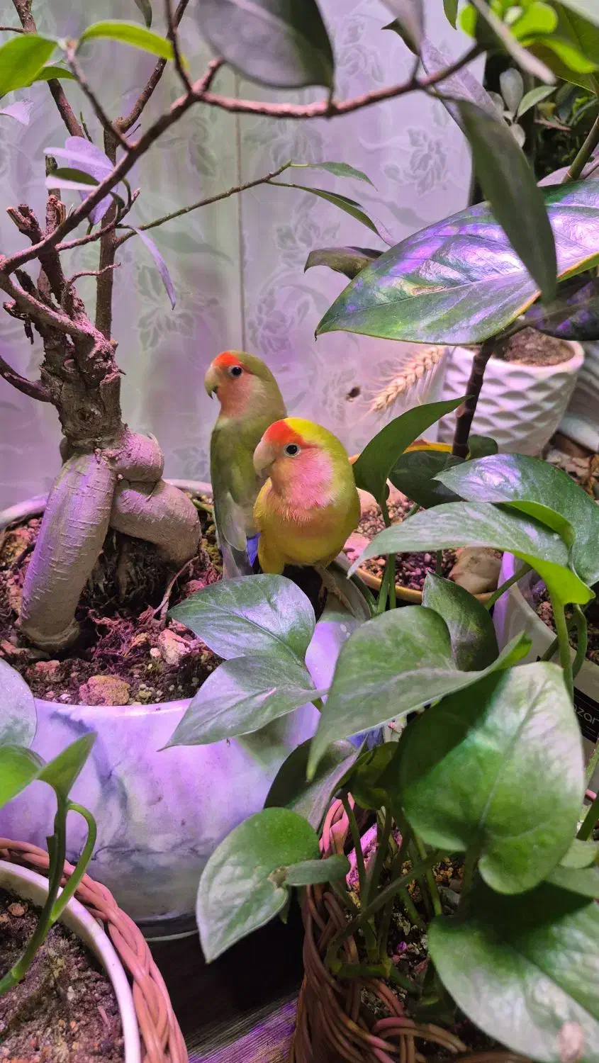 یک جفت طوطی برزیلی|پرنده|تهران, تهرانپارس جنوبی|دیوار