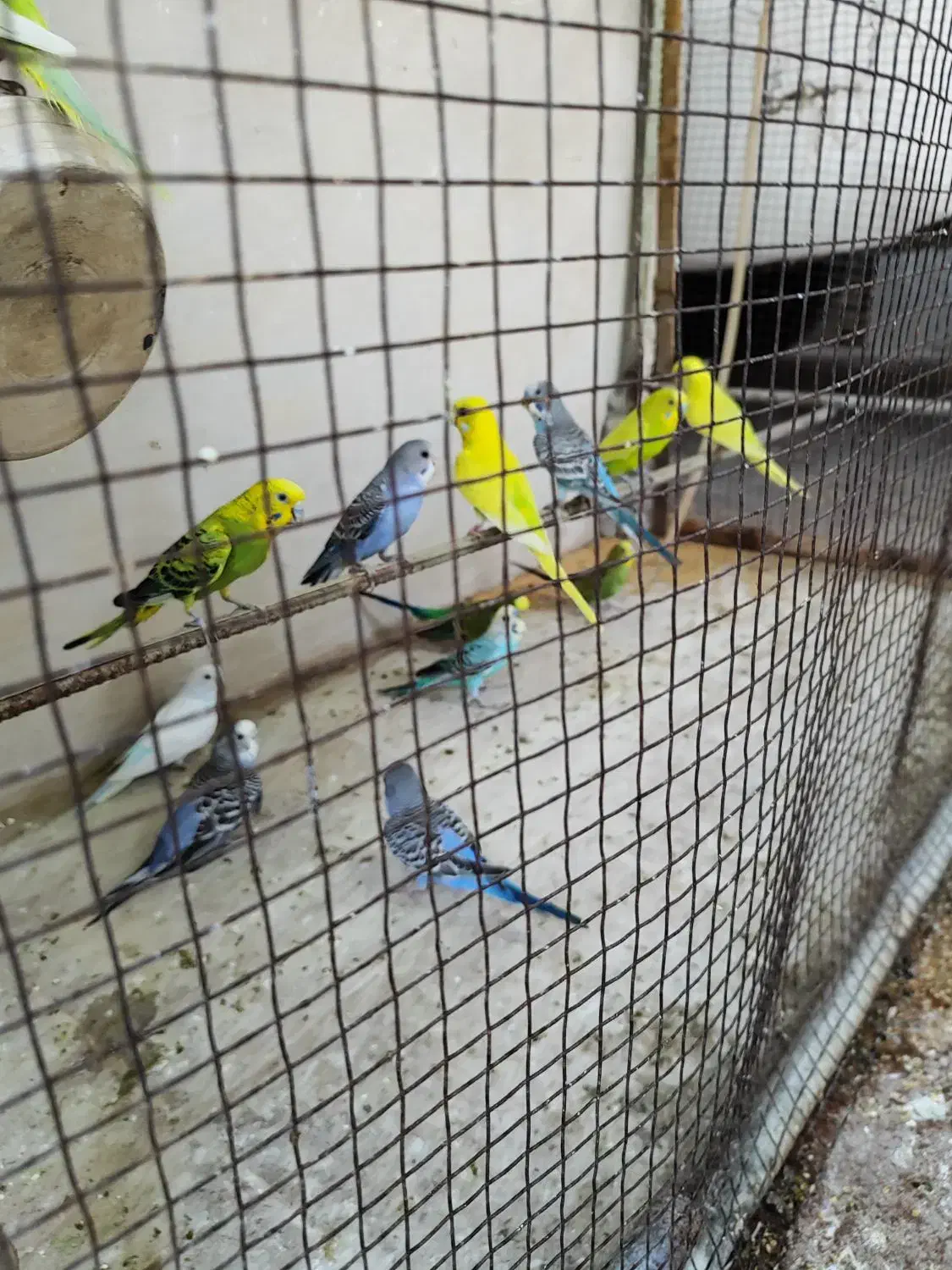 فروش مرغ عشق|پرنده|جم, |دیوار