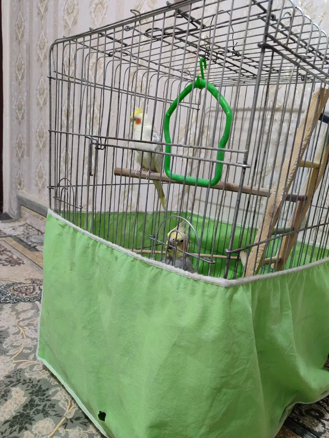 عروس هلندی جفت 8ماهه|پرنده|هشتگرد, گلسار|دیوار