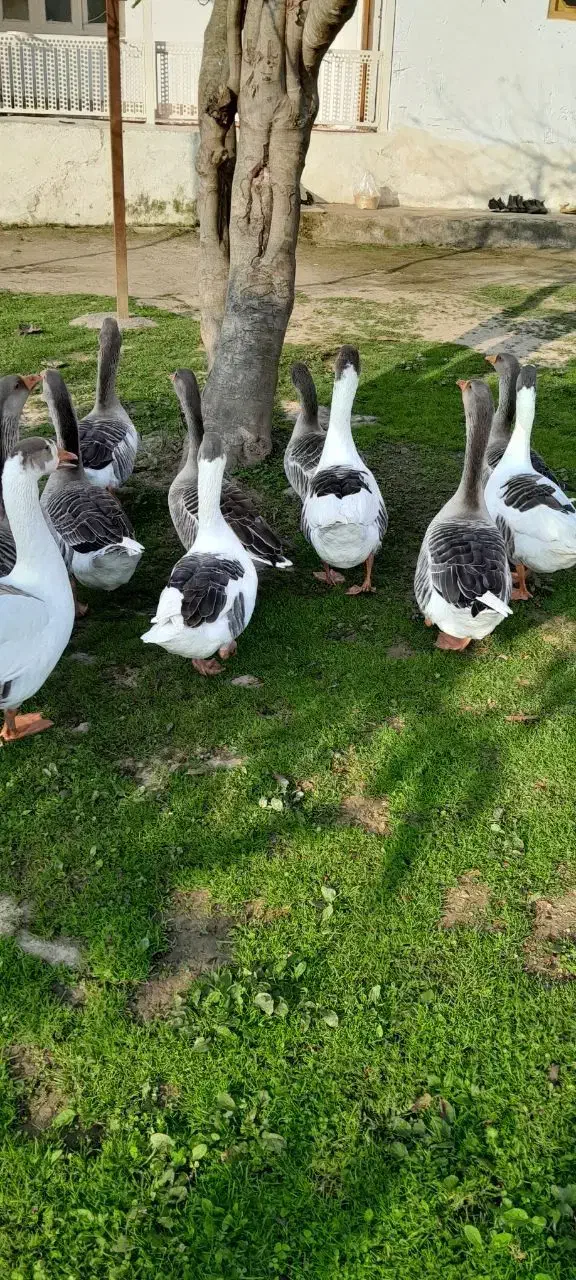 غاز محلی و نمایی|حیوانات مزرعه|گوراب زرمیخ, |دیوار