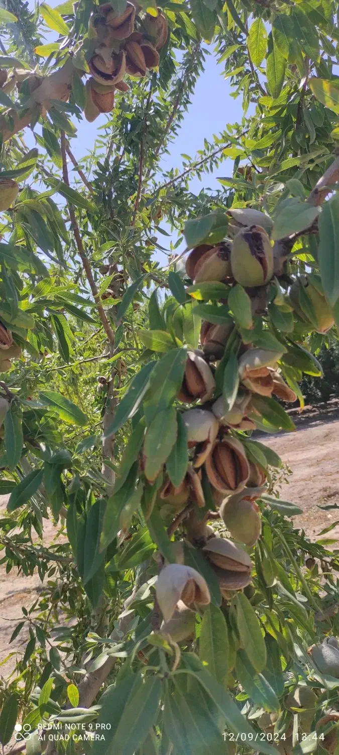 فروش انواع نهال اصلاح شده پیوندی|خدمات باغبانی و درختکاری|خسروشاه, |دیوار