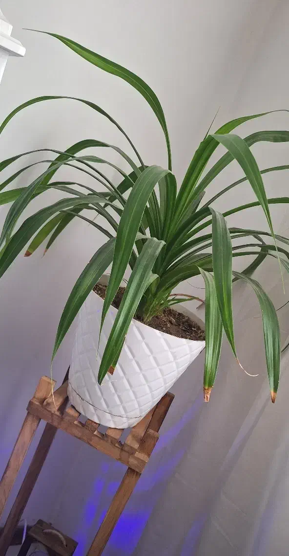 گل پاندانوس طبیعی|گل و گیاه طبیعی|گلبهار, شهر جدید گلبهار|دیوار