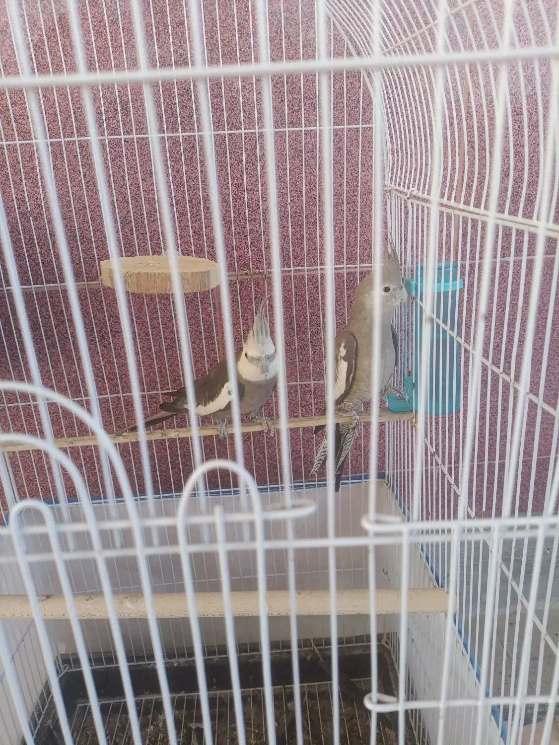 فروش یک جفت عروس هلندی وایت فیس|پرنده|قشم, |دیوار