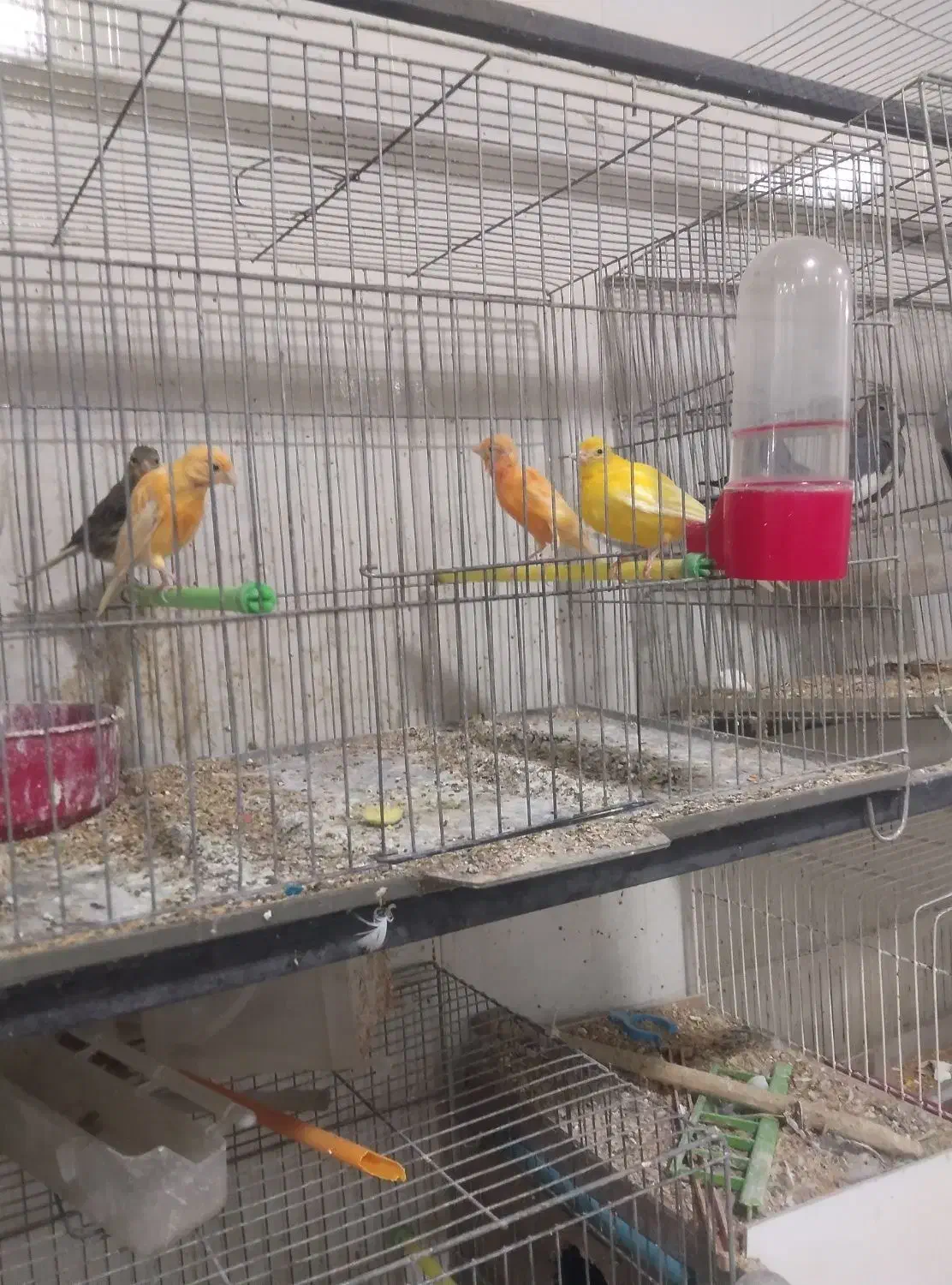 ۴عددقناری ۲۵۰۰مقطوع   آیهان|پرنده|خوی, |دیوار