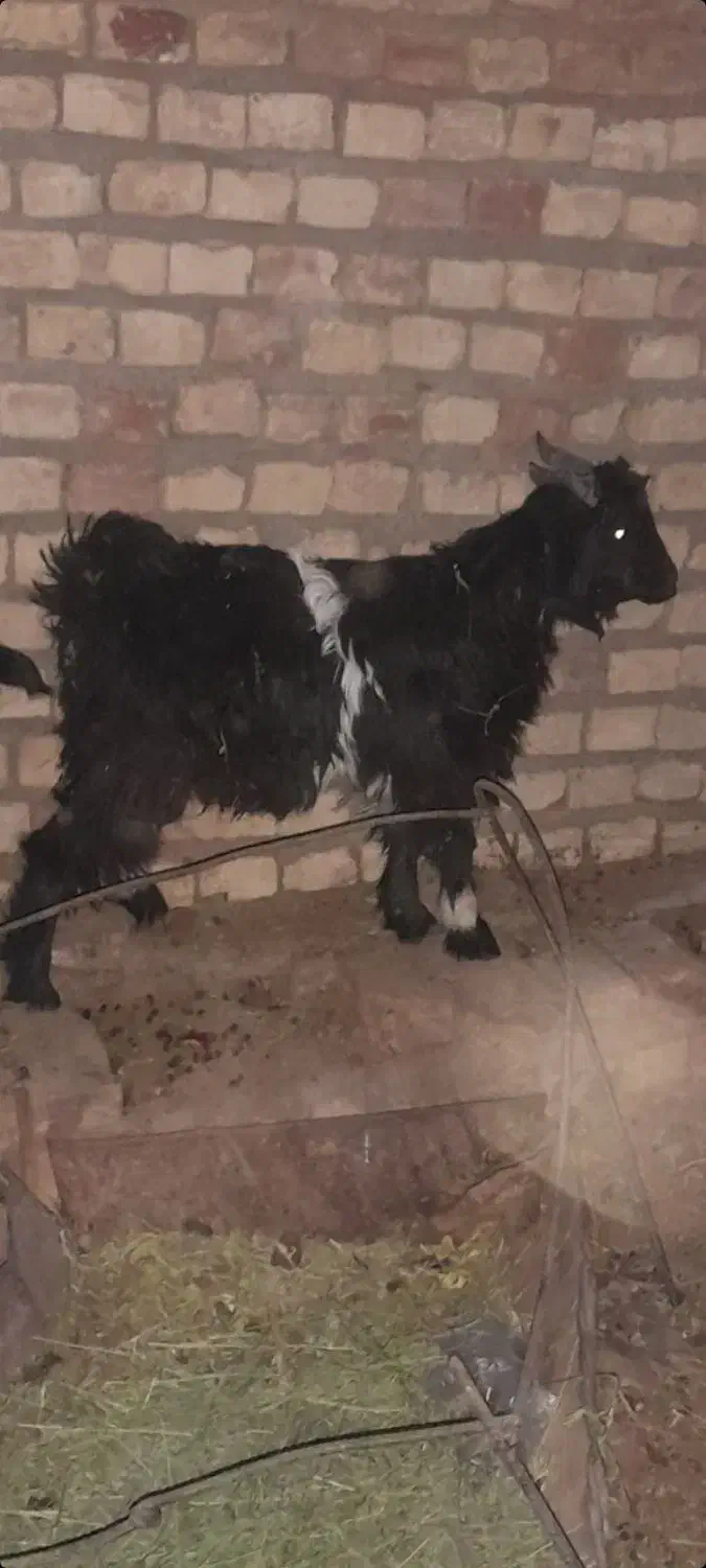 ۵بزغاله|حیوانات مزرعه|فردوس (خراسان), |دیوار