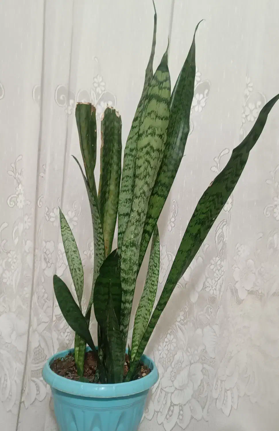 9 عدد گل طبیعی|گل و گیاه طبیعی|فارسان, |دیوار