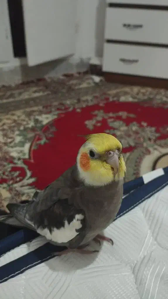 عروس هلندی گمشده|حیوانات|شاهینشهر, طالقانی|دیوار