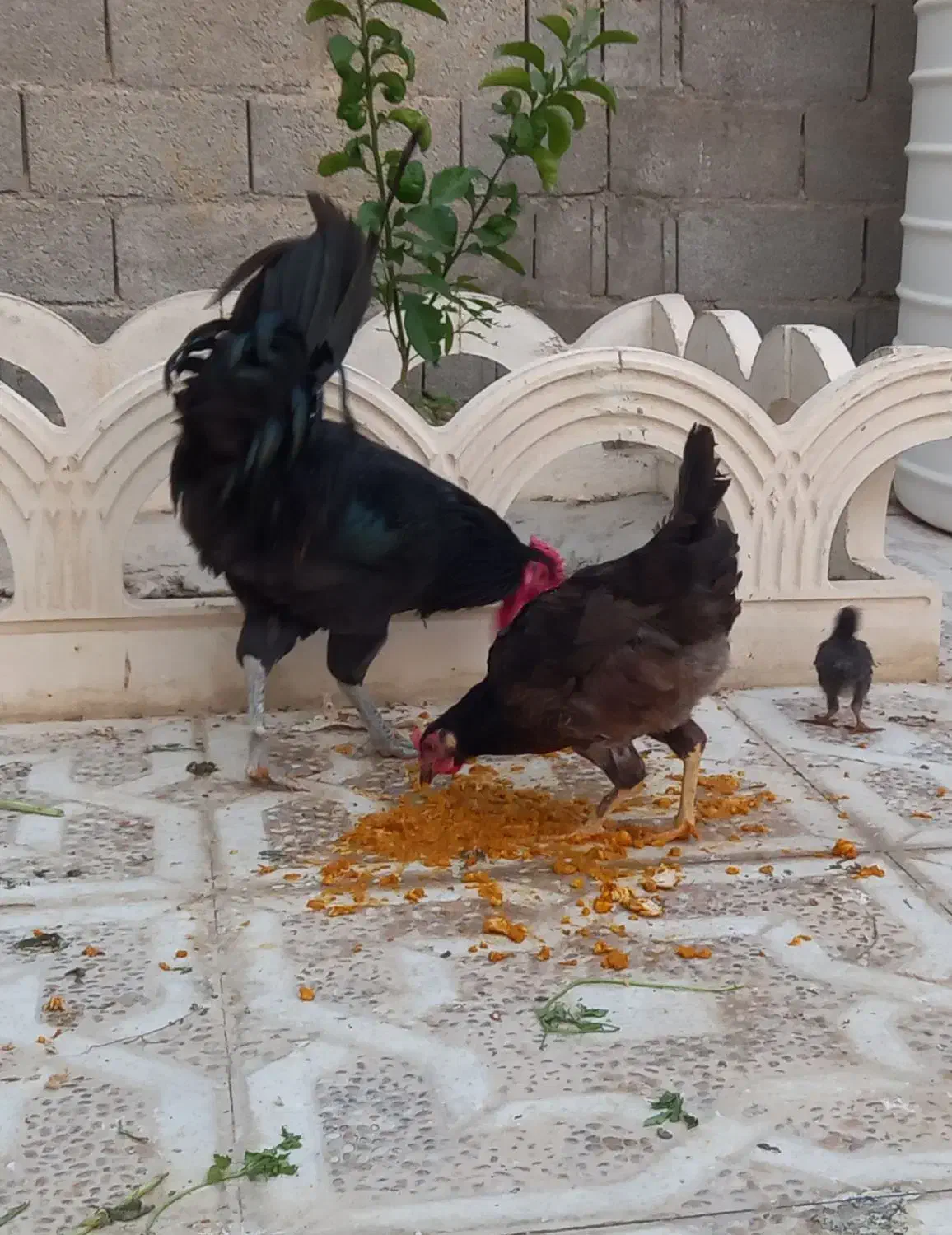 مرغ وخروس محلی اصل|حیوانات مزرعه|برازجان, |دیوار