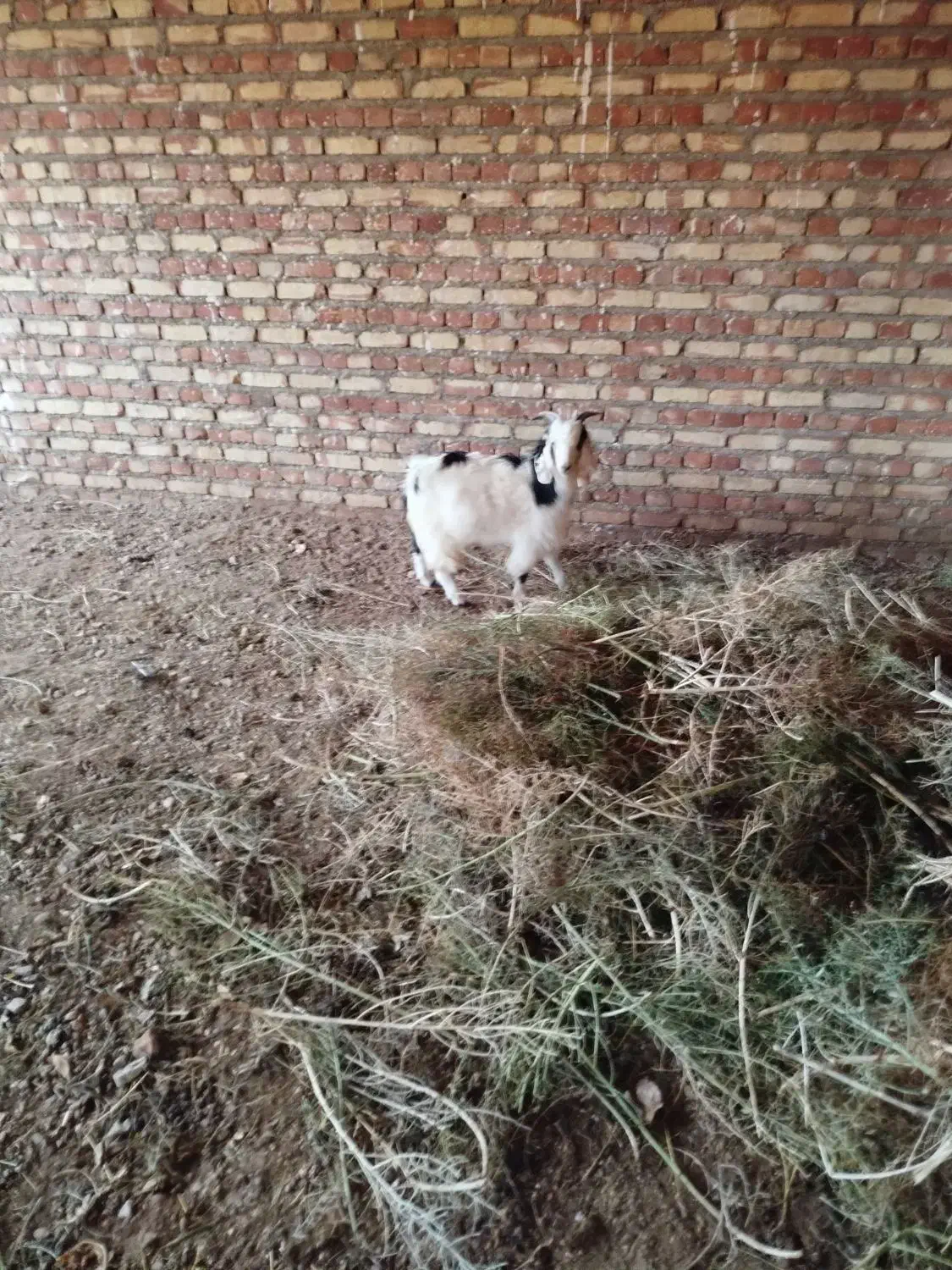 بزغاله نر خوب عالی|حیوانات مزرعه|سلماس, |دیوار