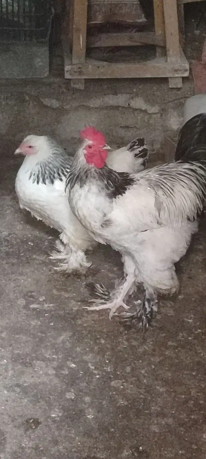 مرغ و خروس برهما..غول پیکر|حیوانات مزرعه|رشت, رشتیان|دیوار