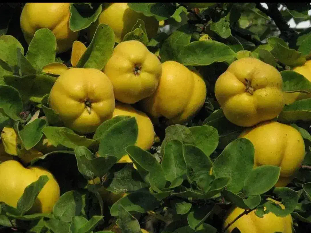 فروش نهال به اصفهان|حراج|اصفهان, باغ زرشک|دیوار