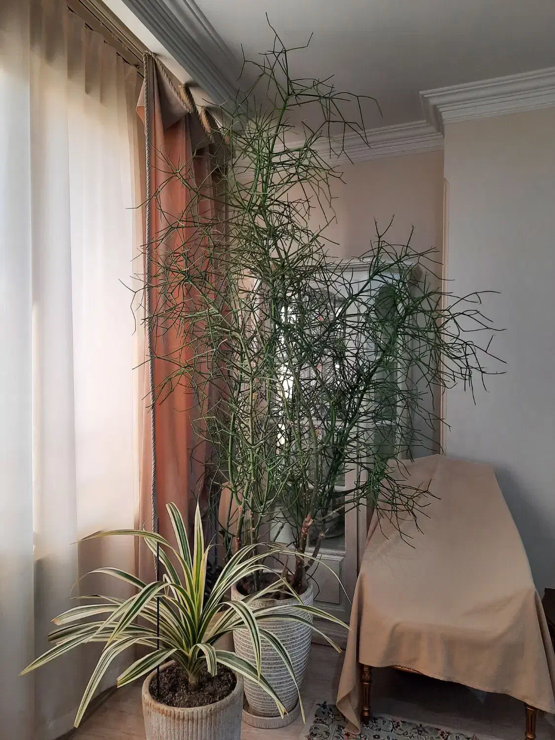 افوربیا تیروکالی سن دار مناسب لابی و سالن|گل و گیاه طبیعی|کرج, فاز ۳ گوهردشت|دیوار