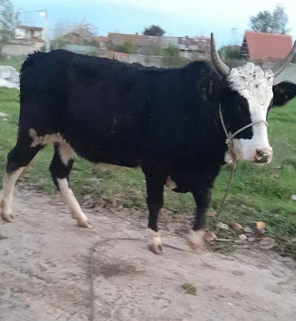 گاویا لیشه چالوسی|حیوانات مزرعه|رشت, حومه رشت|دیوار