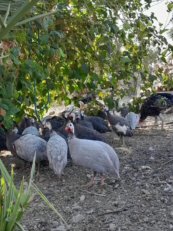 مرغ شاخدار،بوقلمون ومحلی|حیوانات مزرعه|کهنوج, |دیوار