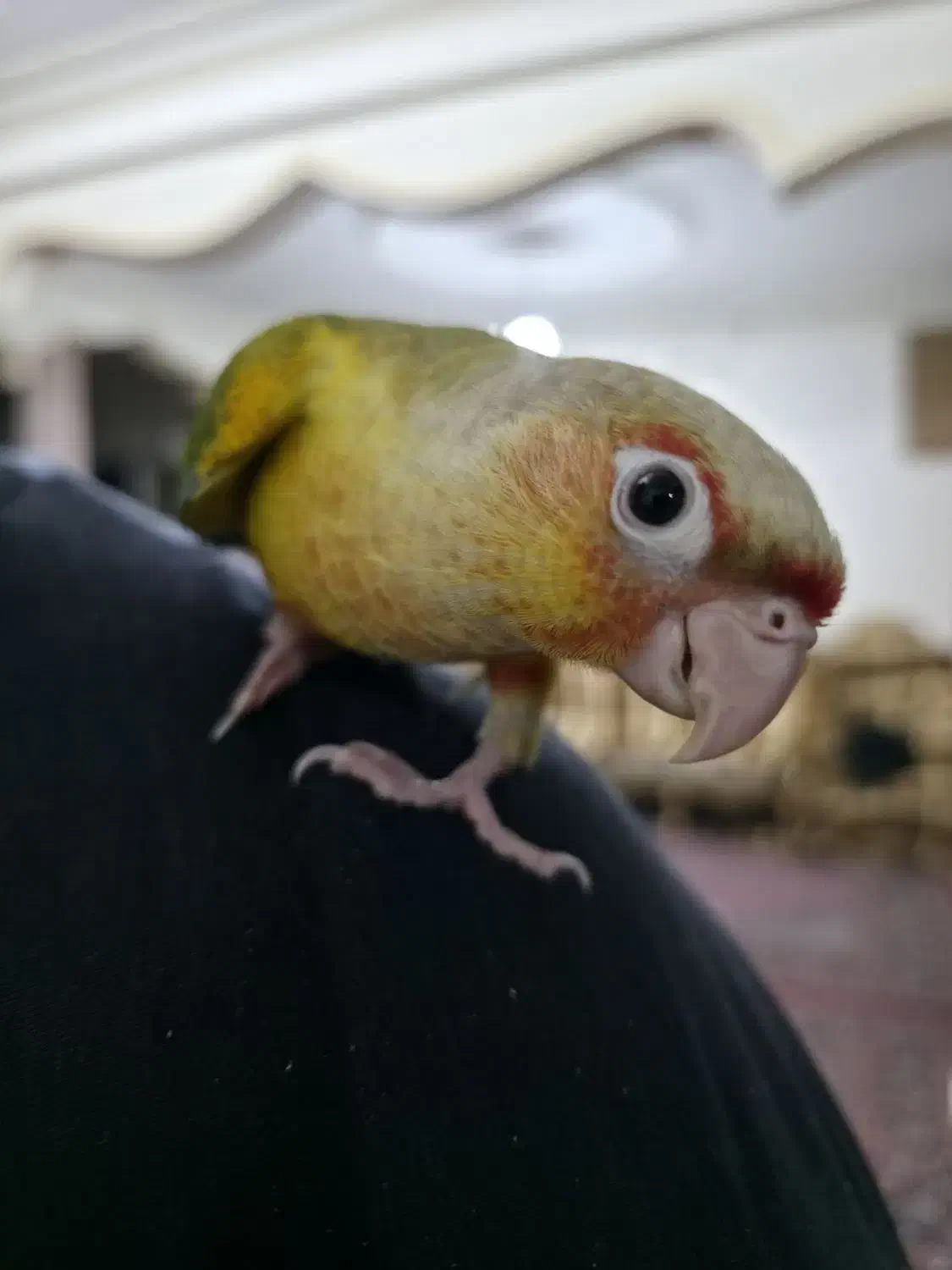 طوطی گرینچیک|پرنده|سیرجان, |دیوار