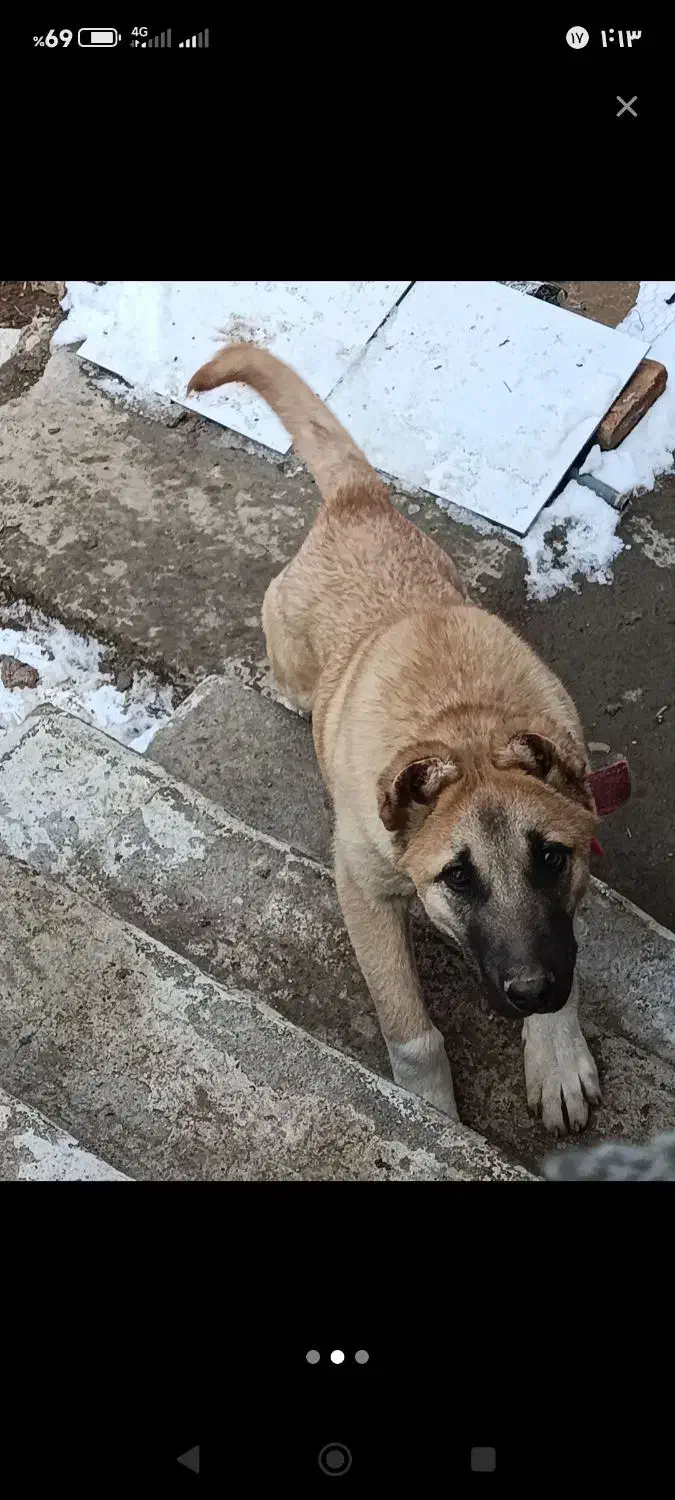 سگی|سگ|مرند, |دیوار