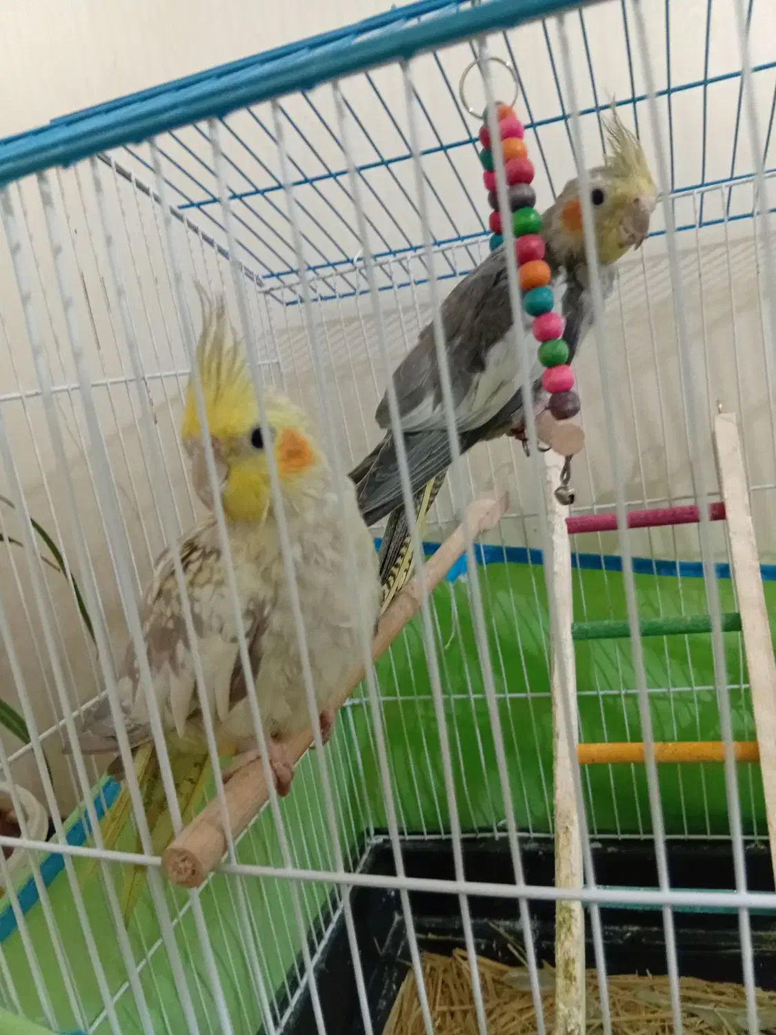 عروس هلندی|پرنده|اصفهان, خواجه عمید|دیوار