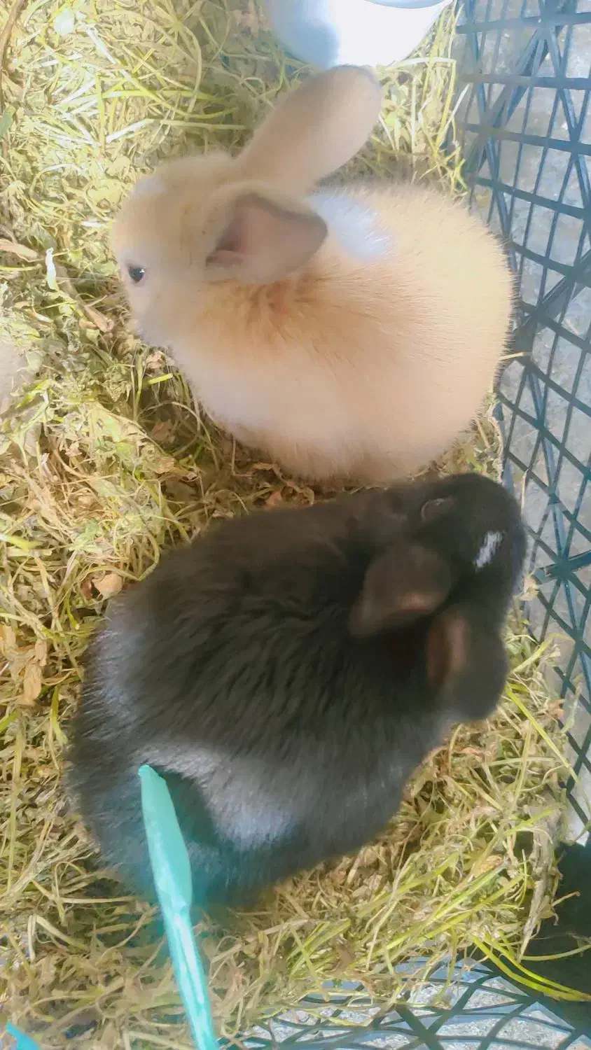 خرگوش|موش و خرگوش|کهنوج, |دیوار