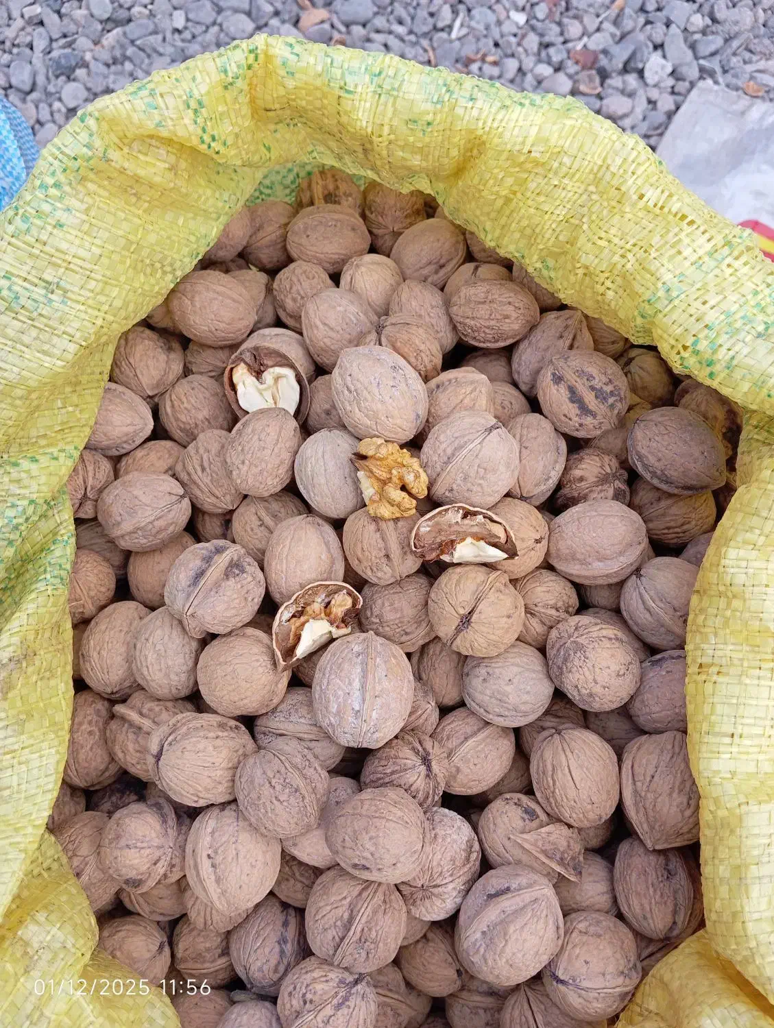 گردو محلی|خوردنی و آشامیدنی|رشت, پاستوریزه|دیوار