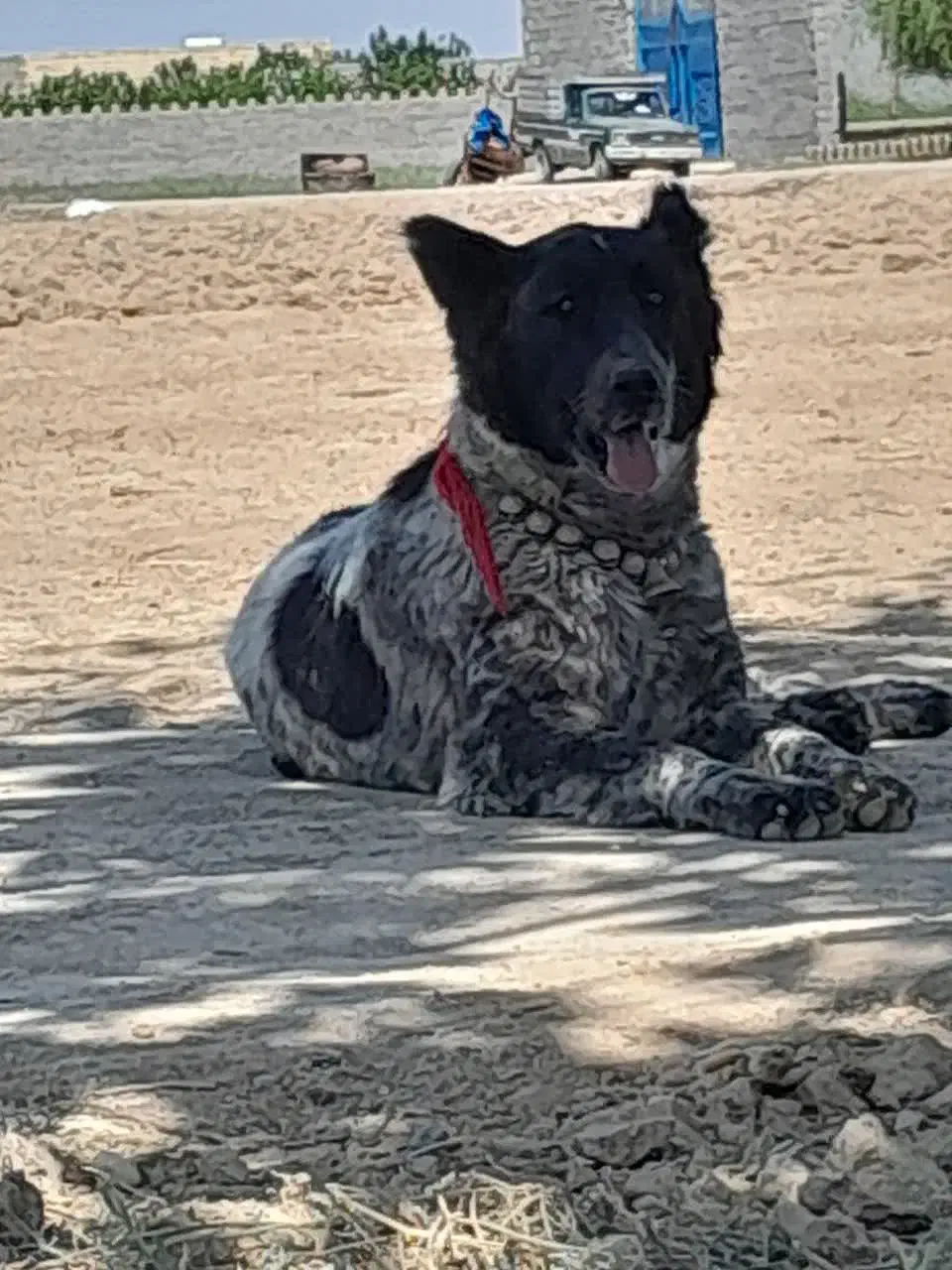 واگذاری سگ لاس قدرجونی گله ای چل وروانی|سگ|خمینیشهر, |دیوار