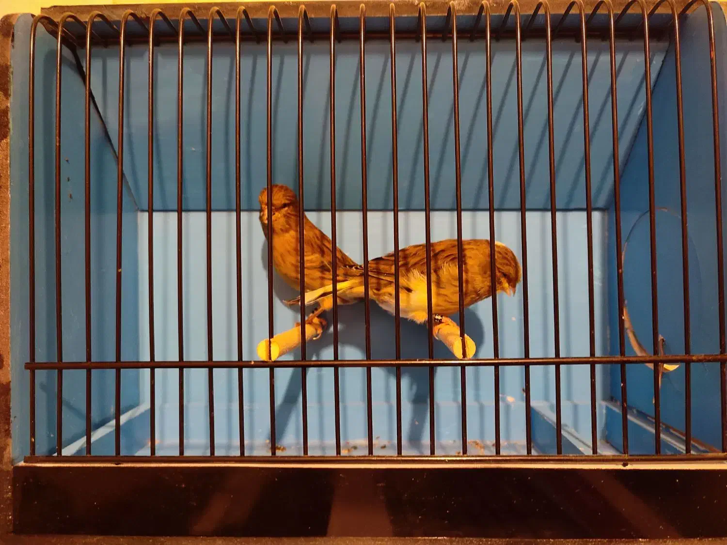 قناری|پرنده|کرج, عظیمیه|دیوار