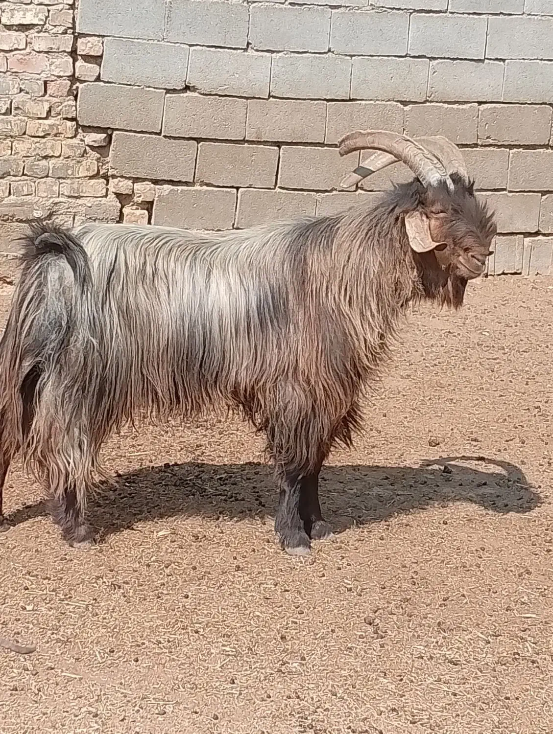 چبش داشتی 4ساله|حیوانات مزرعه|فسا, |دیوار