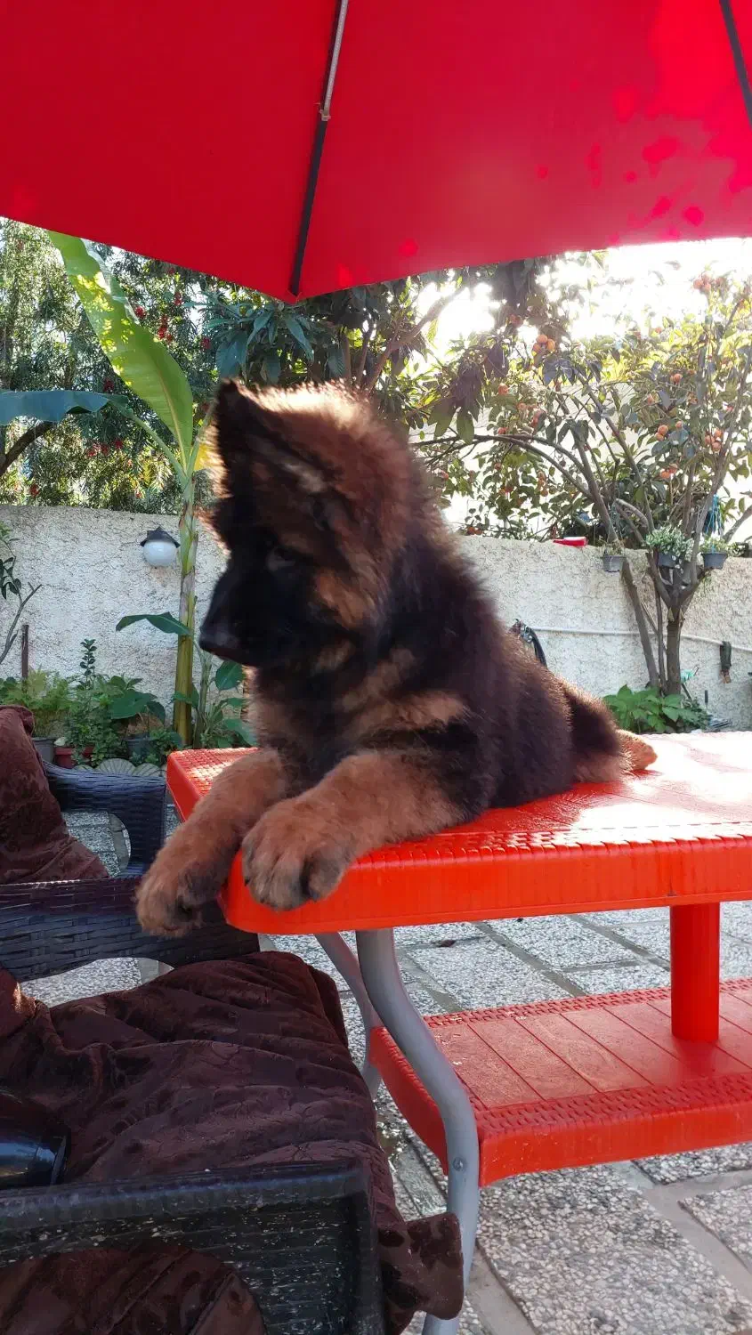 توله ژرمن شپرد ماده|سگ|تهران, اقدسیه|دیوار