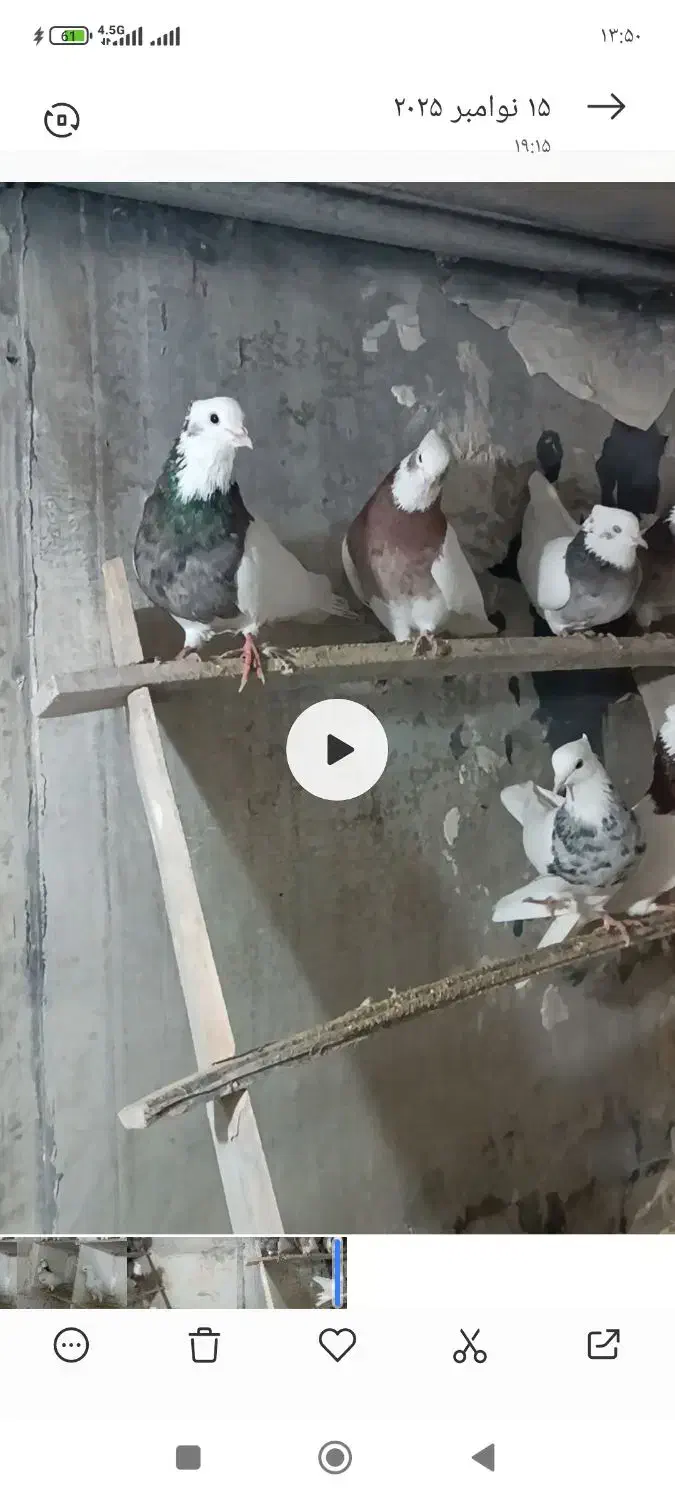 کبوتر|پرنده|دیواندره, |دیوار