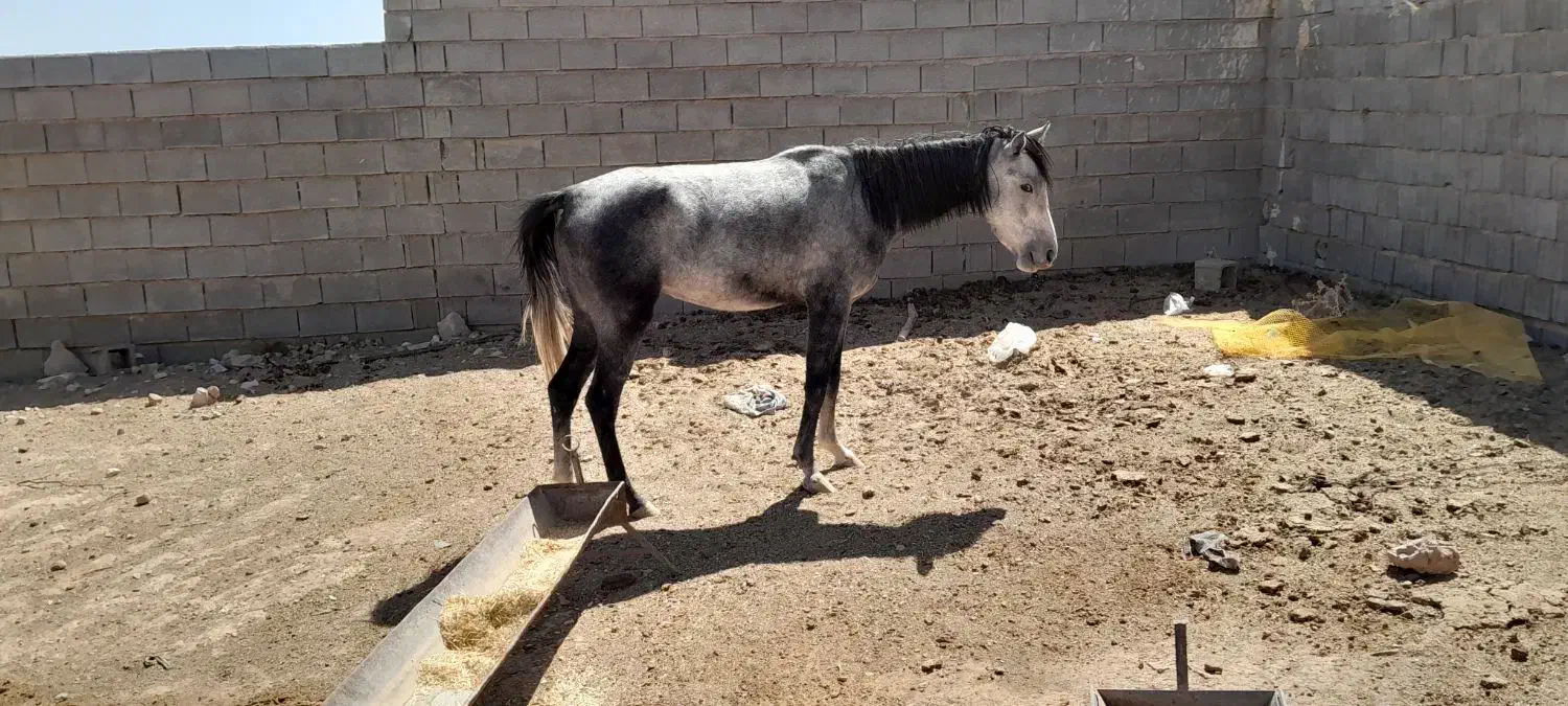 دو تا اسب مادیون|اسب و تجهیزات اسبسواری|خرم بید, |دیوار