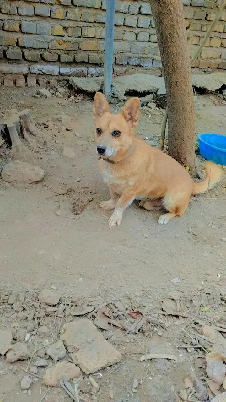 سگ نگهبان|سگ|گرمسار, |دیوار