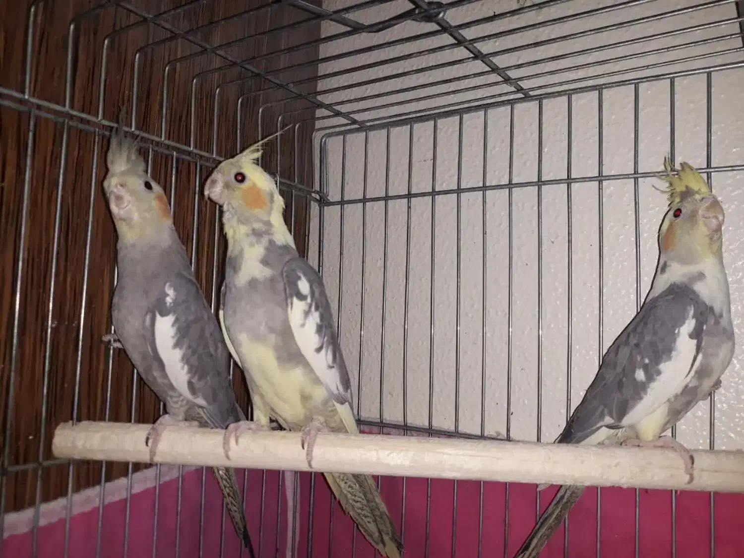 عروس هلندی خونگی و آس|پرنده|اصفهان, شهرک زاینده رود|دیوار