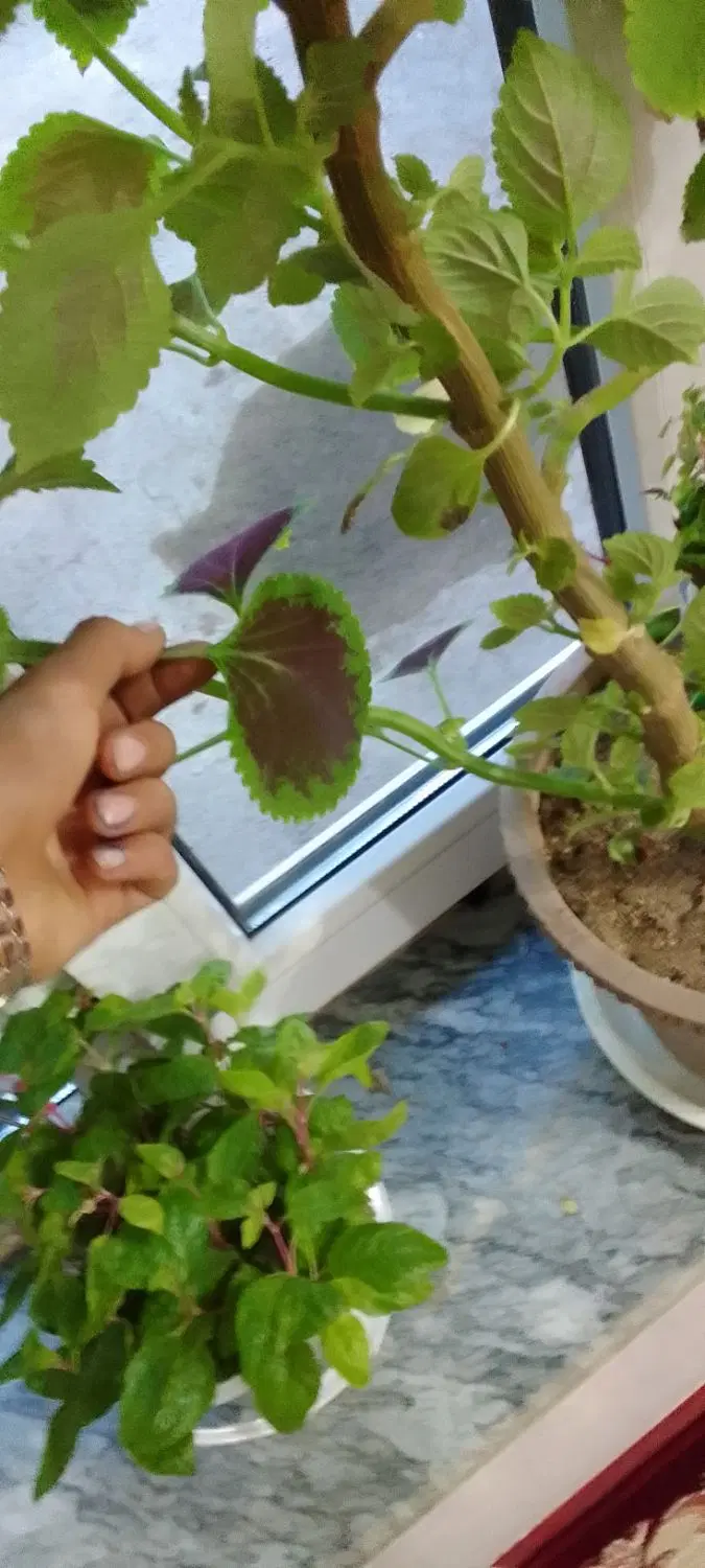 گل و گیاه|گل و گیاه طبیعی|بناب, |دیوار