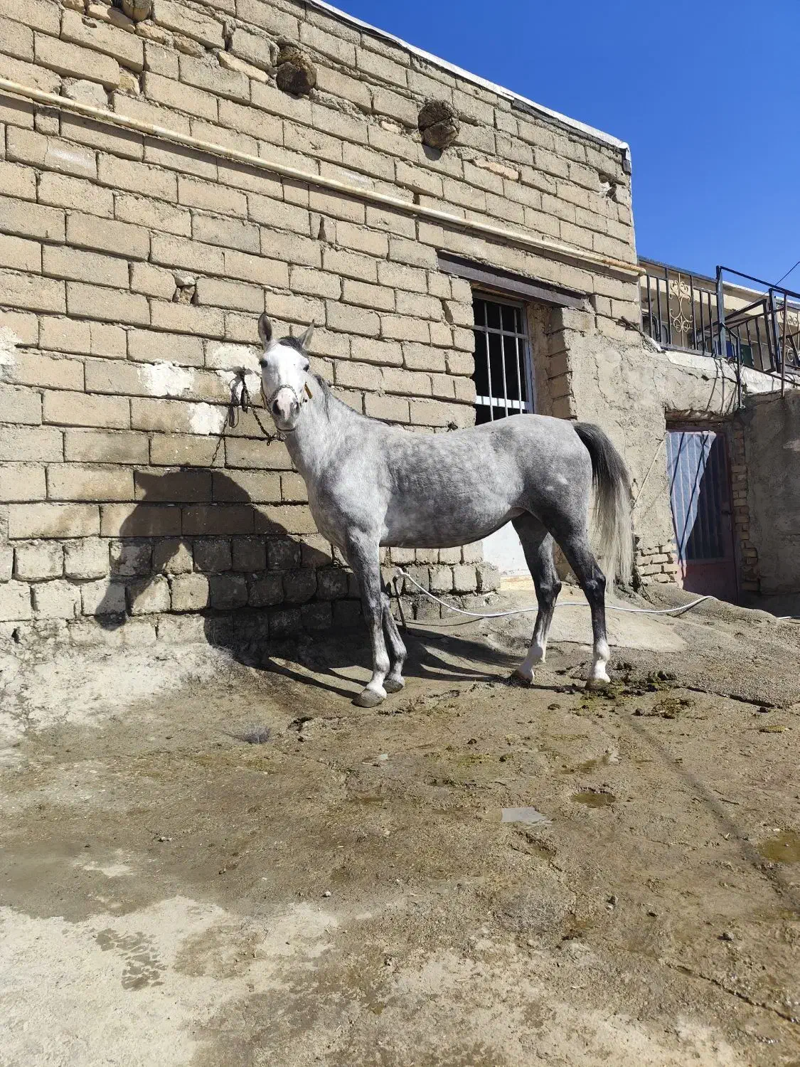 مادیان|اسب و تجهیزات اسبسواری|بیستون, |دیوار