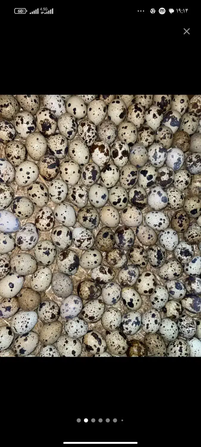 تخم بلدرچین نطفه دار|حیوانات مزرعه|شیروان (خراسان), |دیوار