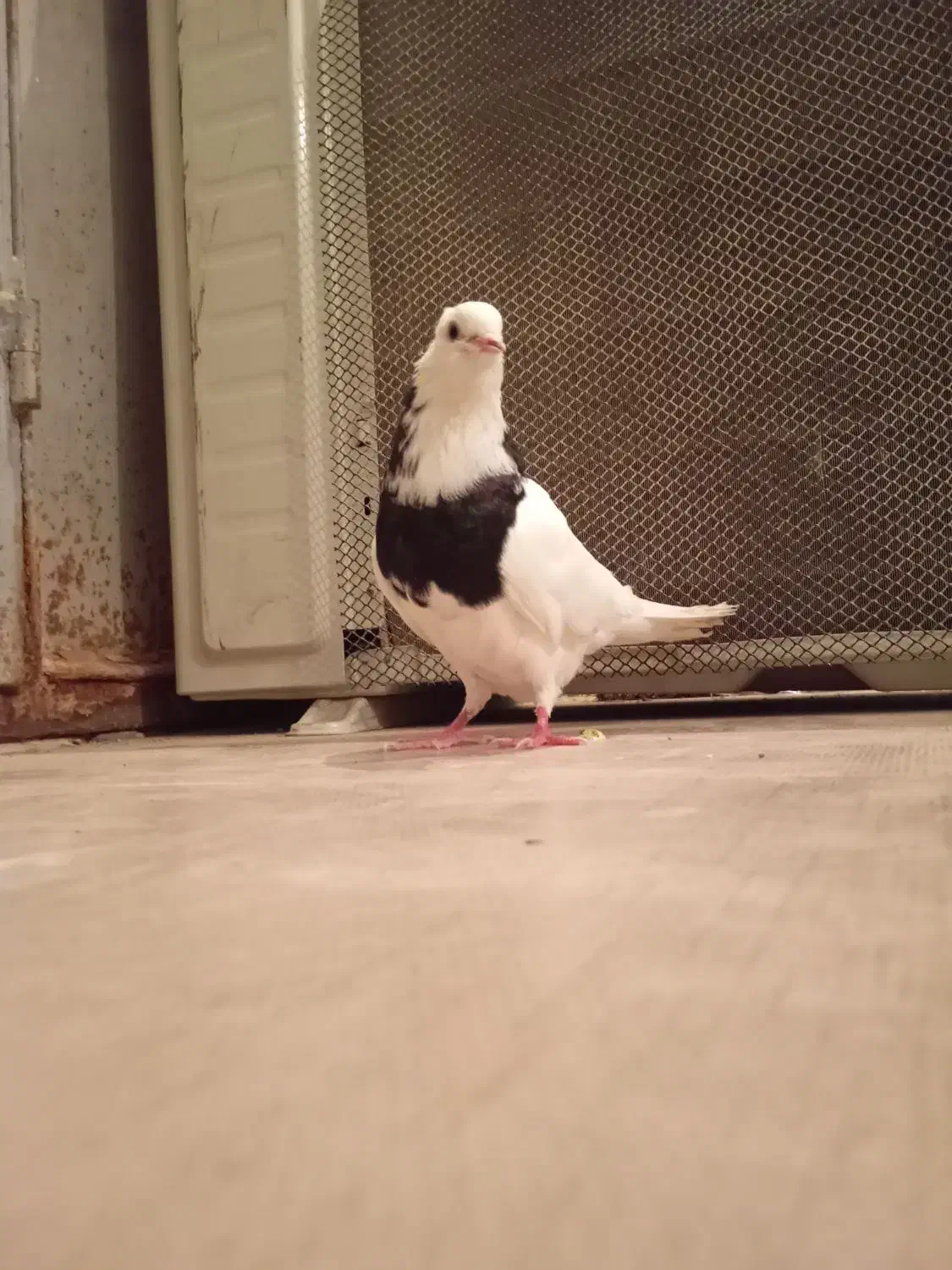 کبوتر توقی|پرنده|خرمشهر, |دیوار