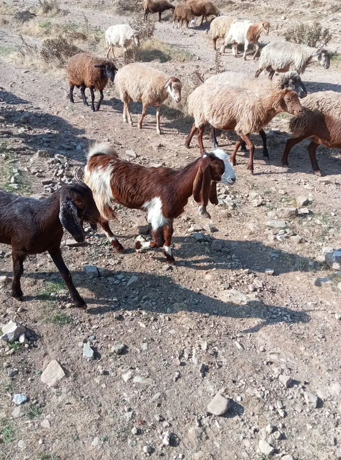 بزغاله عراقی اصل|حیوانات مزرعه|خواجه, |دیوار