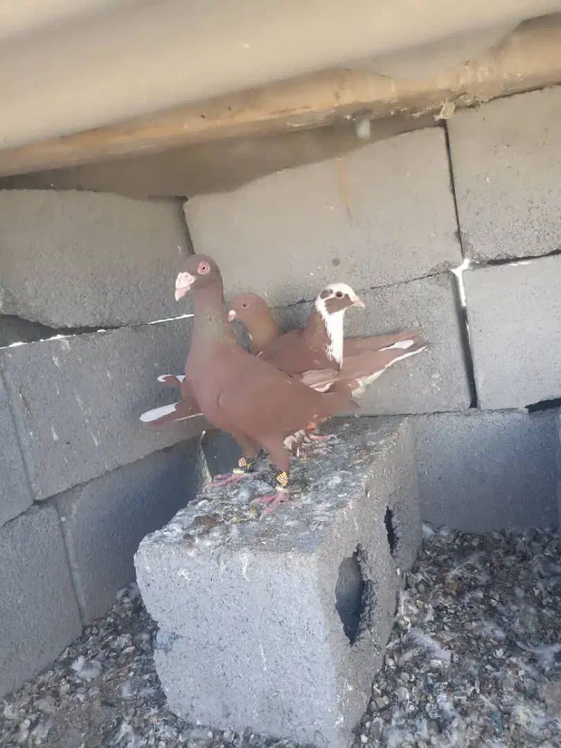 کبوتر|پرنده|میرجاوه, |دیوار