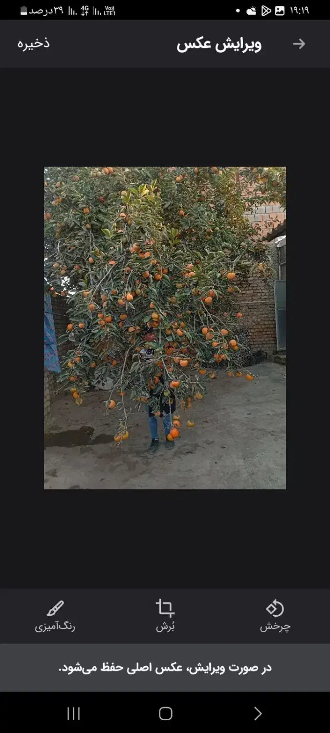 خرمالو. ارگانیک|عمدهفروشی|گرگان, |دیوار