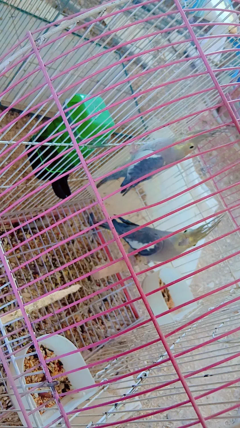 عروسک عروس هلندی(دوتاش۱نیم)|اسباببازی بچه|بم, |دیوار