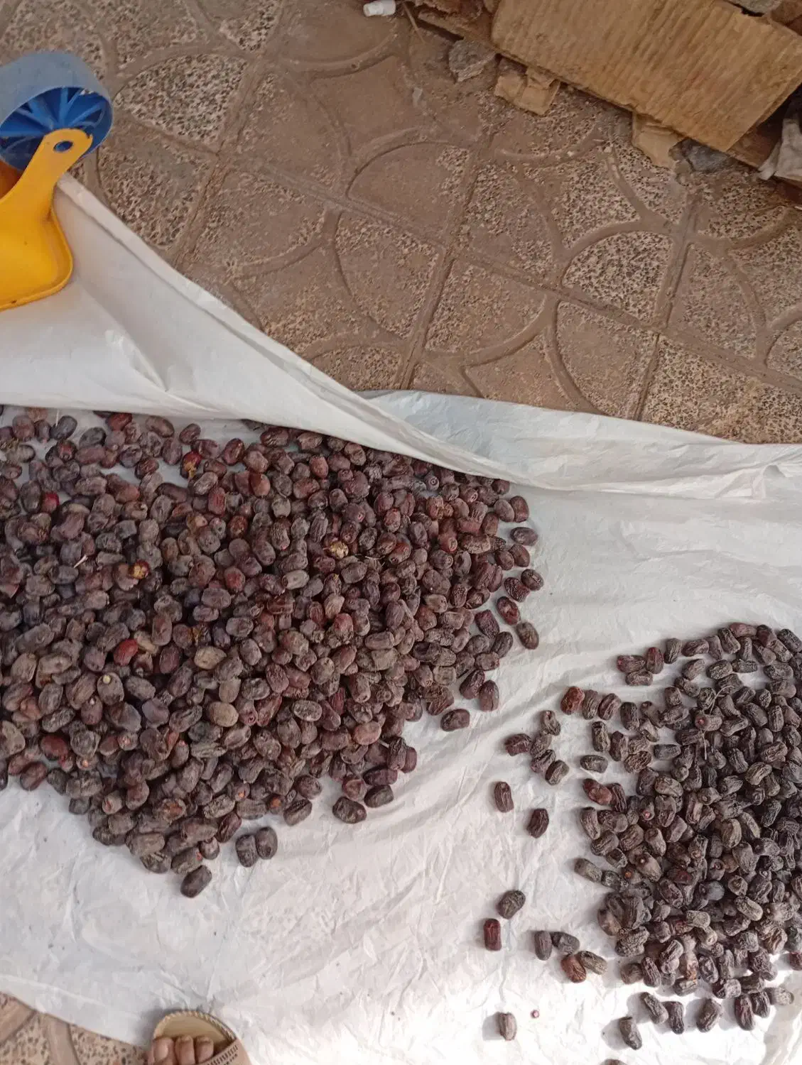 خرما پنج کیلویی|عمده‌فروشی|بم, |دیوار