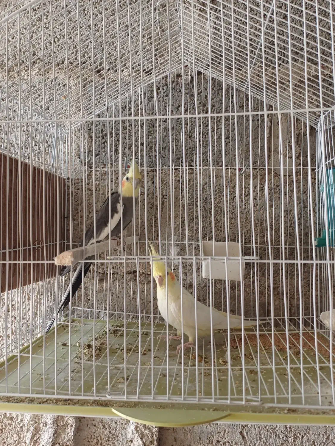 عروس هلندی|پرنده|مهر, |دیوار