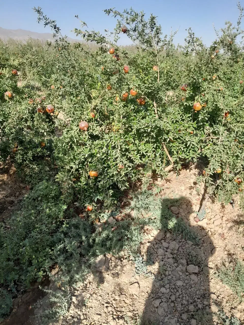 باغ انار|اجارهٔ کوتاه‌مدت ویلا و باغ|ساوه, |دیوار