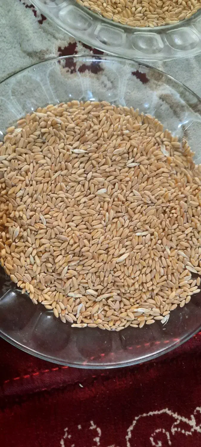 ۴تن گندم دیم وابی|خوردنی و آشامیدنی|اردل, |دیوار