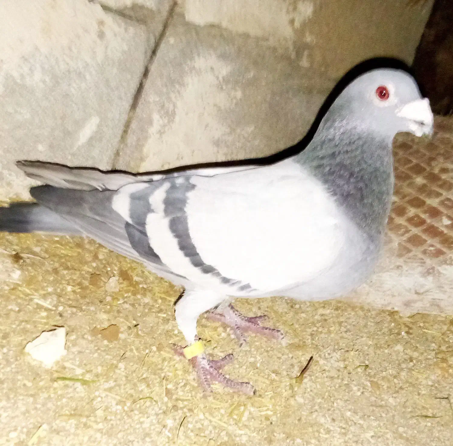 پلاکی|پرنده|اردل, |دیوار