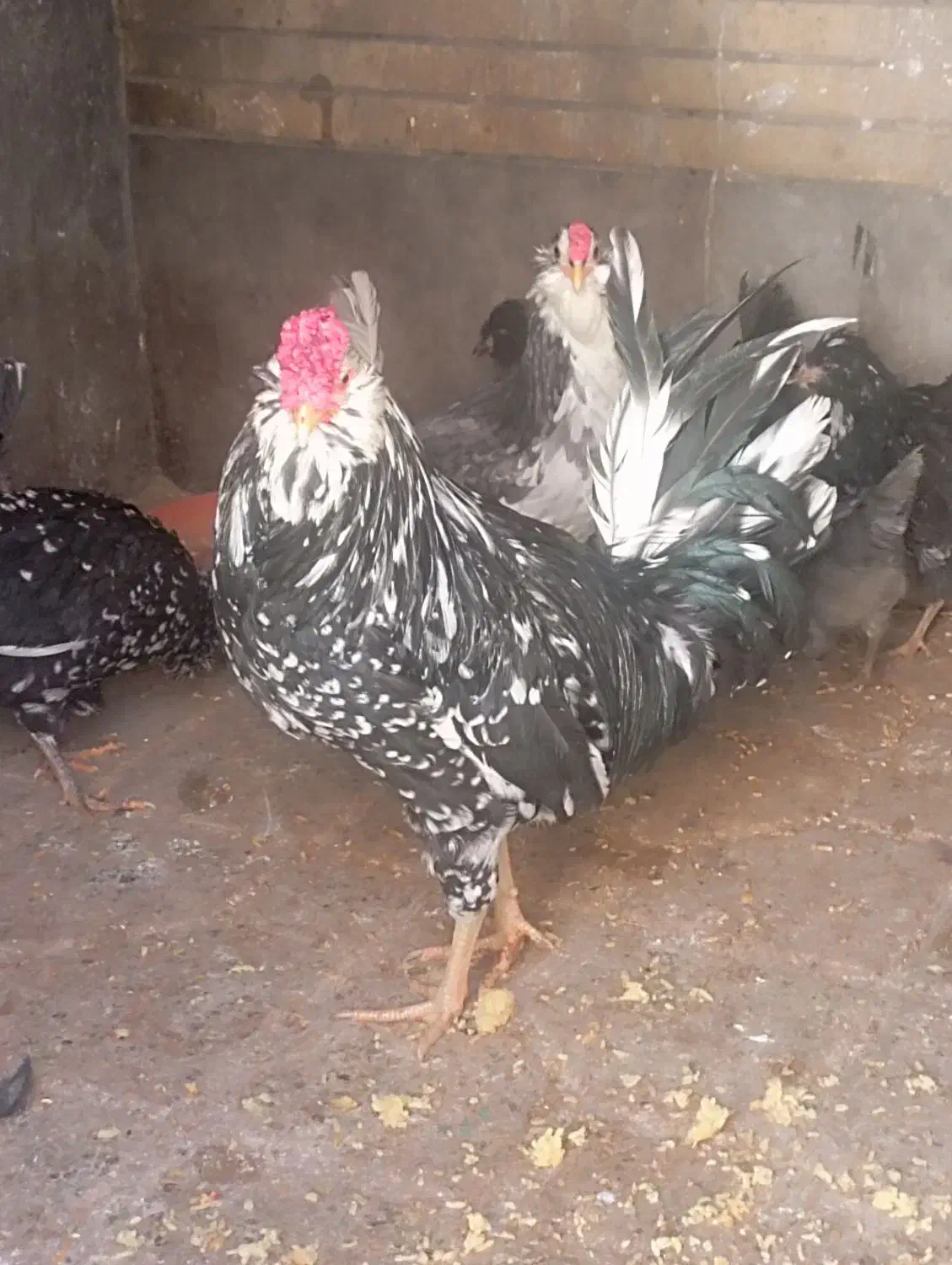 خروس گلین|حیوانات مزرعه|فرخ‌شهر, |دیوار