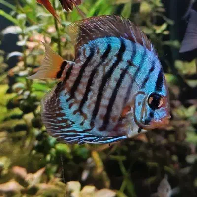 ماهی دیسکس|ماهی|مشهد, ایثار|دیوار