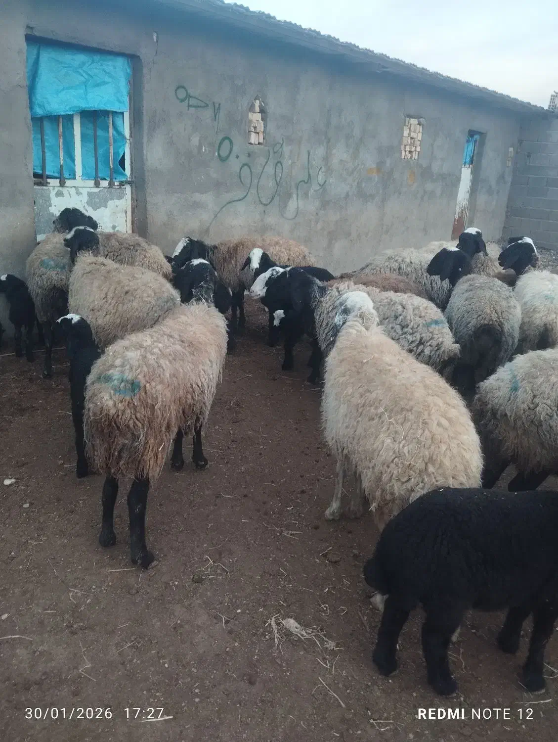 35راس میش|حیوانات مزرعه|اسفرورین, |دیوار